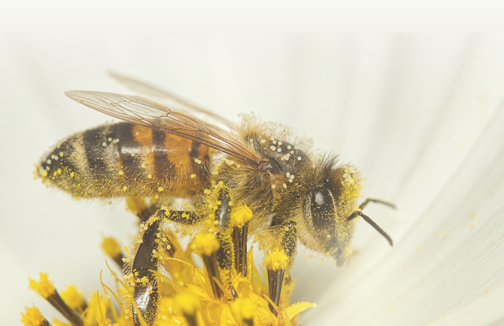 Unbelievable This Is Why Bees Are Following You - 5mm0gsp