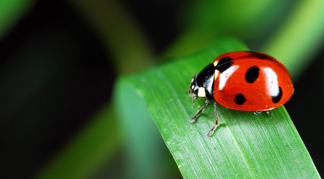 A ladybug sitting on a blade of grass.