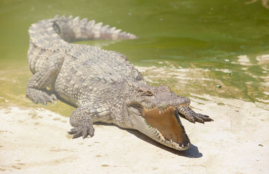 An angry alligator on a beach shore.