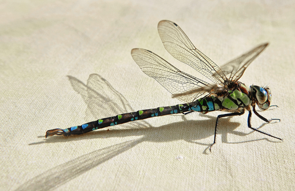 A dragonfly sitting on a white object.