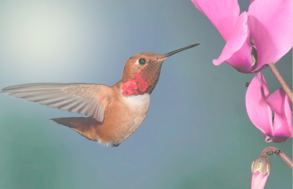 Hummingbird Flying Near a Flower