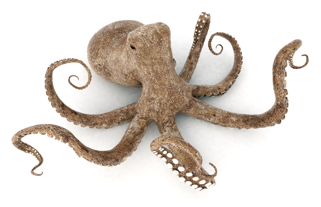 An octopus with a white background.