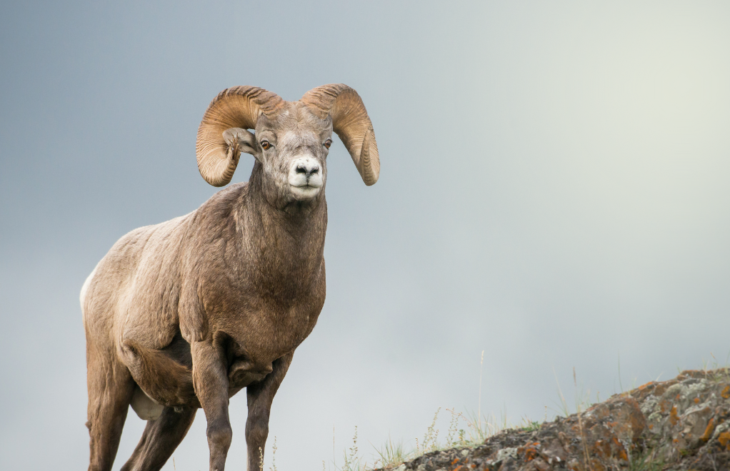 What Does A Ram Symbolize In The Bible?