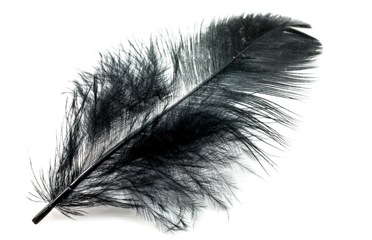 What is the Biblical Meaning of a Black Feather